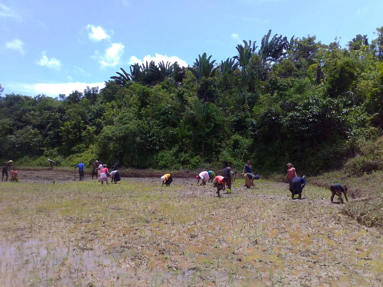 Progetto risaie - la risaia